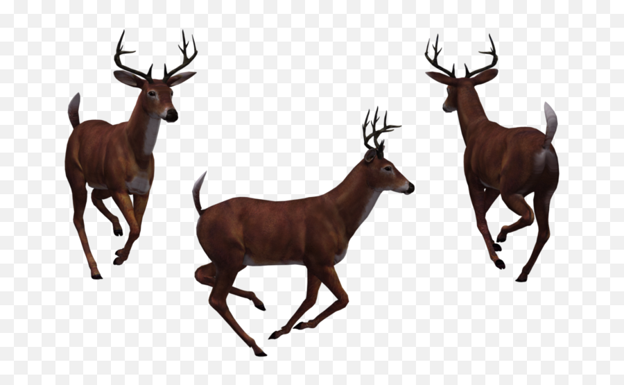 Png Deer - Png Deer Groups,Buck Png