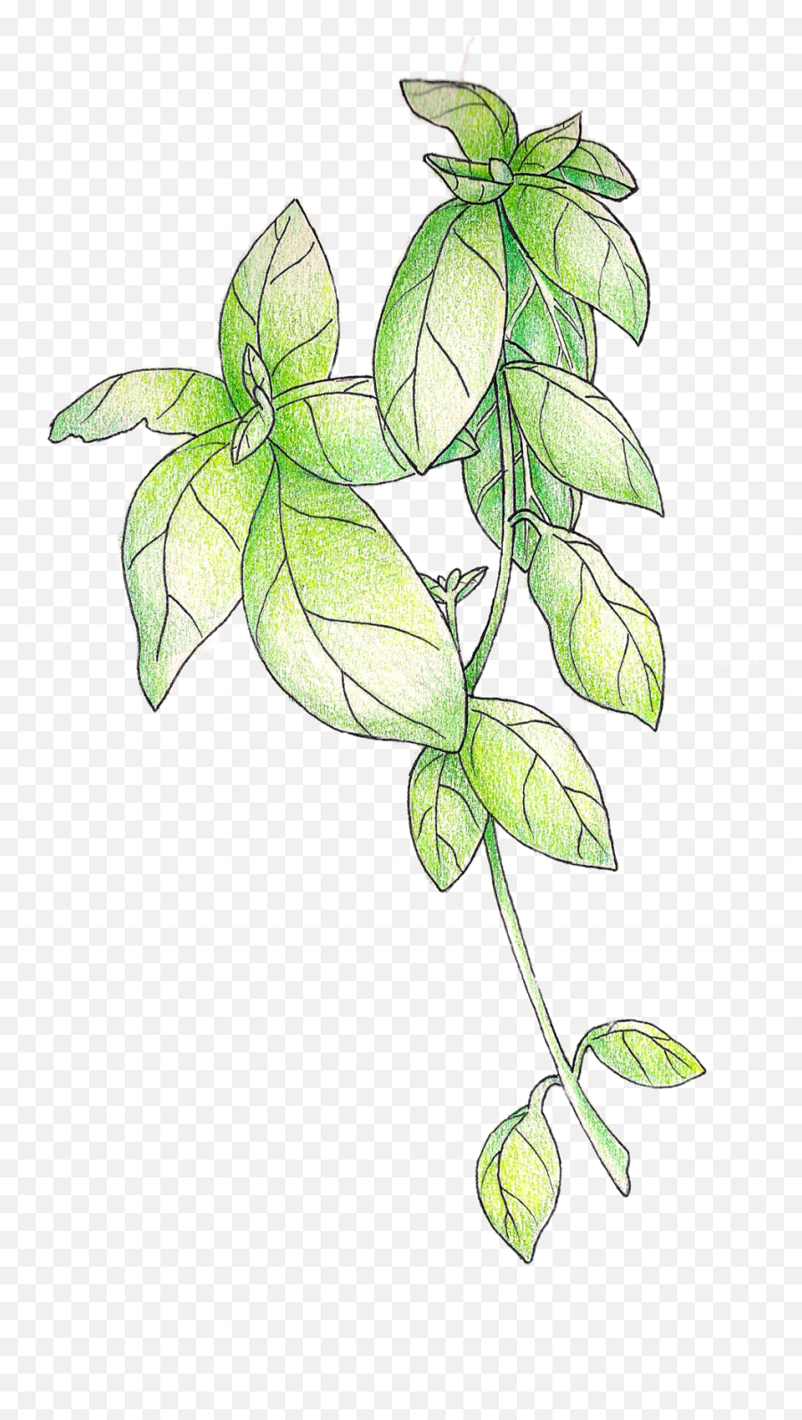 Illustration U2014 Christi Difrank - Line Art Png,Basil Png