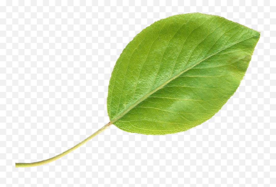 Pear Leaftransparent - Leaf Singular Png,Pears Png