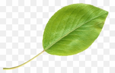 Pear Leaftransparent - Leaf Singular Png,Pears Png