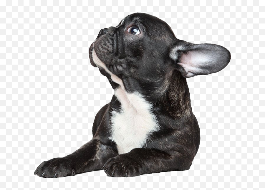 Black French Bulldog Png Picture All - Black French Bulldog Png,Bulldog Png