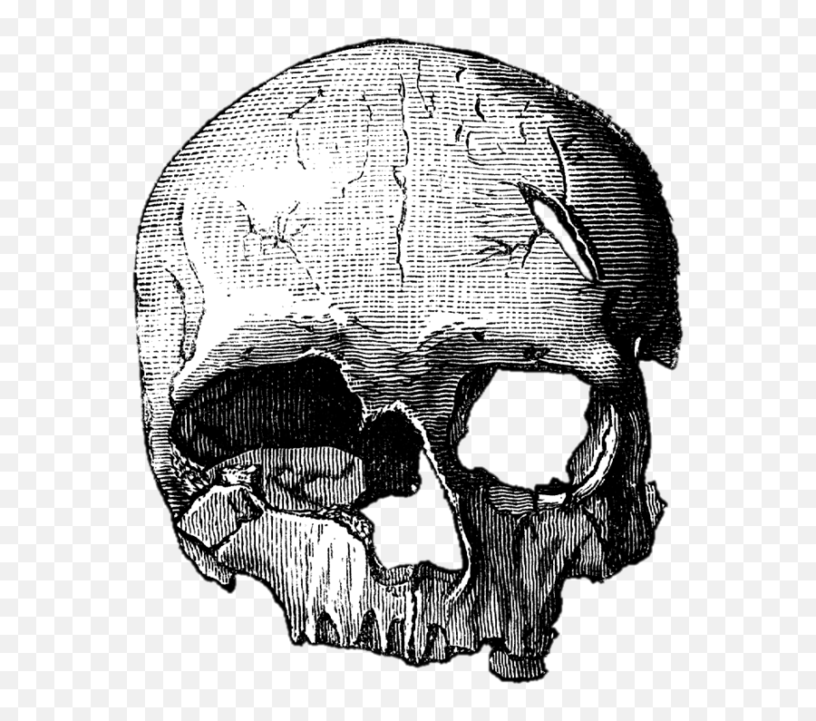 Caveiras Em Png - Calavera Png Sin Fondo Full Size Png Modern Skull Drawing,Calavera Png