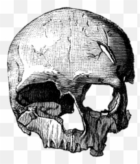 Caveiras Em Png - Calavera Png Sin Fondo Full Size Png Modern Skull Drawing,Calavera Png