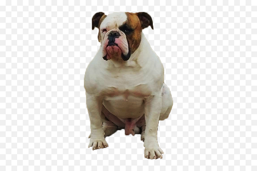 World Renowned American Bulldogs - Johnson Breed American Bulldog Png,Bull Dog Png