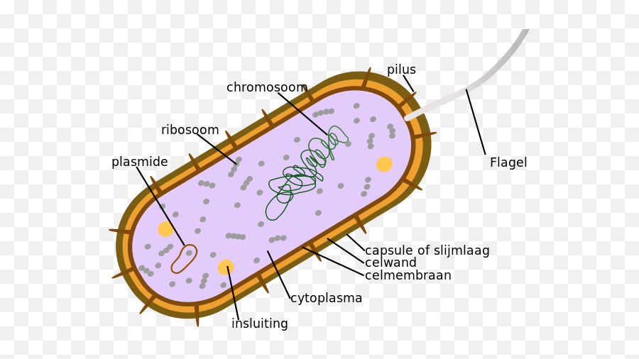 12 Characteristics Of Bacteria Based - Features Of Bacterial Cells Png,Bacteria Transparent