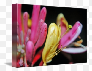 Honeysuckle By - Lilies Png,Honeysuckle Png