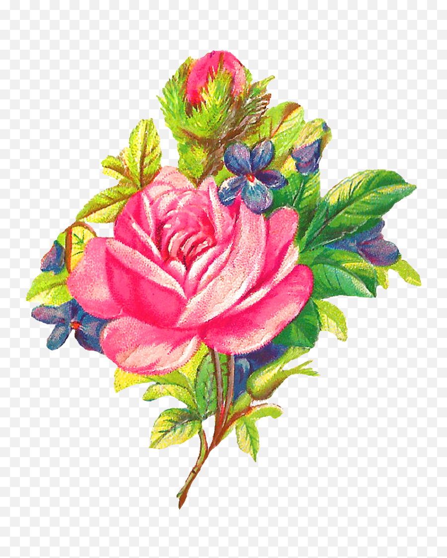 Antique Images Botanical Art Pink Rose Digital Flower - Clip Art Png,Pink Rose Transparent