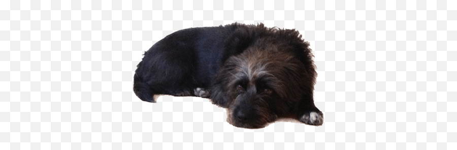 Old Black Dog Lying Down Transparent Png - Stickpng Dog Lying Down Transparent,Pet Png