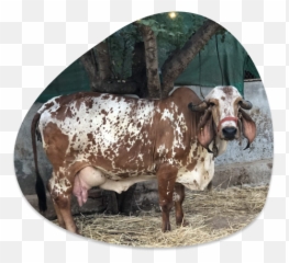 Why A2 Milk - A1 vs Does it Matter Captainu0027s Farm Cow png