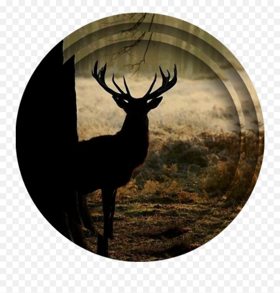 Deer Freetoedit Image By Lunapearlmoon - Caribou Png,Deer Antler Icon