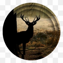 Deer Freetoedit Image By Lunapearlmoon - Caribou png