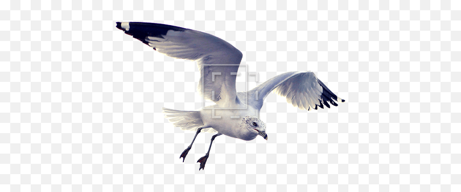Beautiful Seagull - Immediate Entourage Cutout Of Animals Architecture Png,Seagull Png