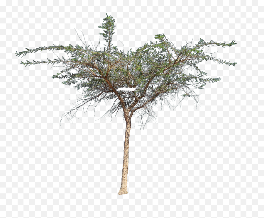 Acacia Sieberiana Var Woodii - Mexican Pinyon Png,Tree Bark Png