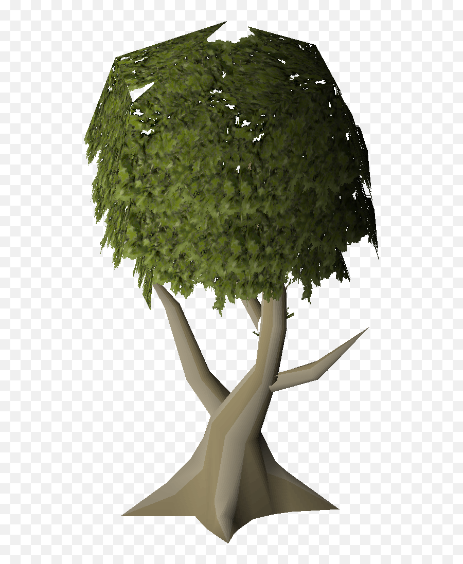 Mature Juniper Tree - Runescape Png,Juniper Png