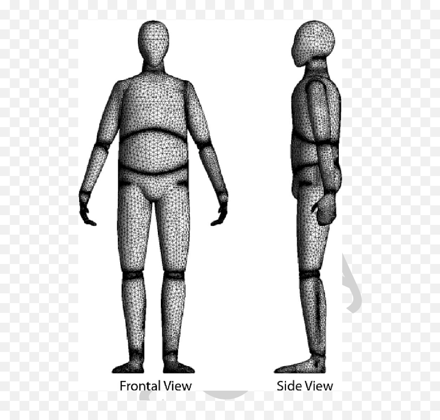 Frontal And Side Views Of The Meshed Human Body Computer - Side View Of Human Body Png,Male Model Png