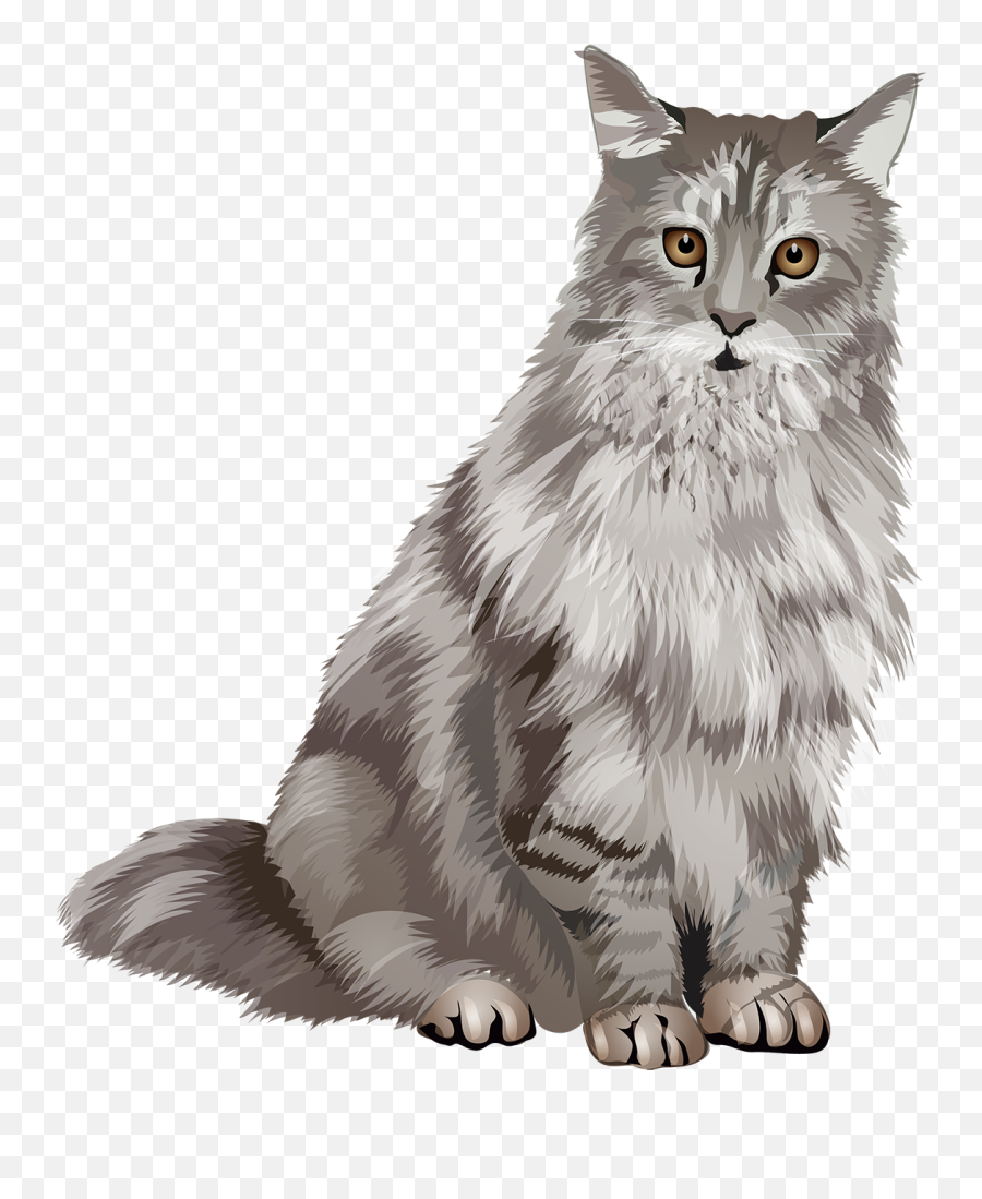 Maine Coon Cat T - Shirt Sweet And Soft Vibrant Vector Maine Coon Cat Vector Png,Cat Vector Png
