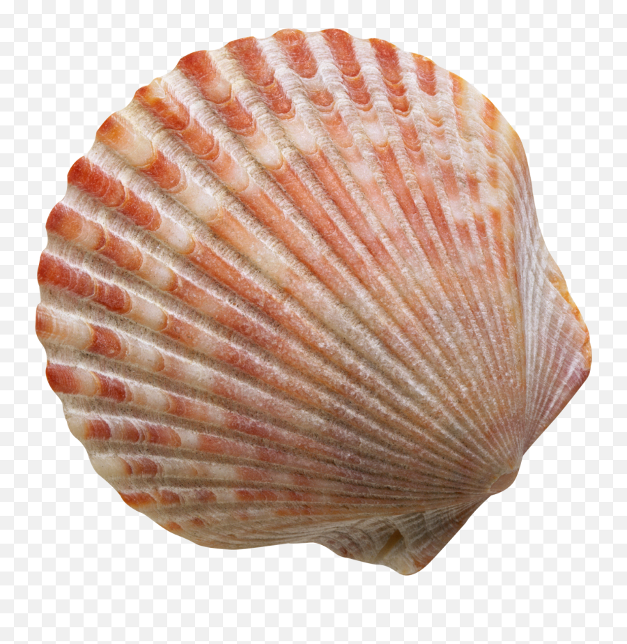 Conch Shell Transparent Free Png - Shell Png,Shell Png