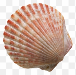 Conch Shell Transparent Free Png - Shell Png,Shell Png