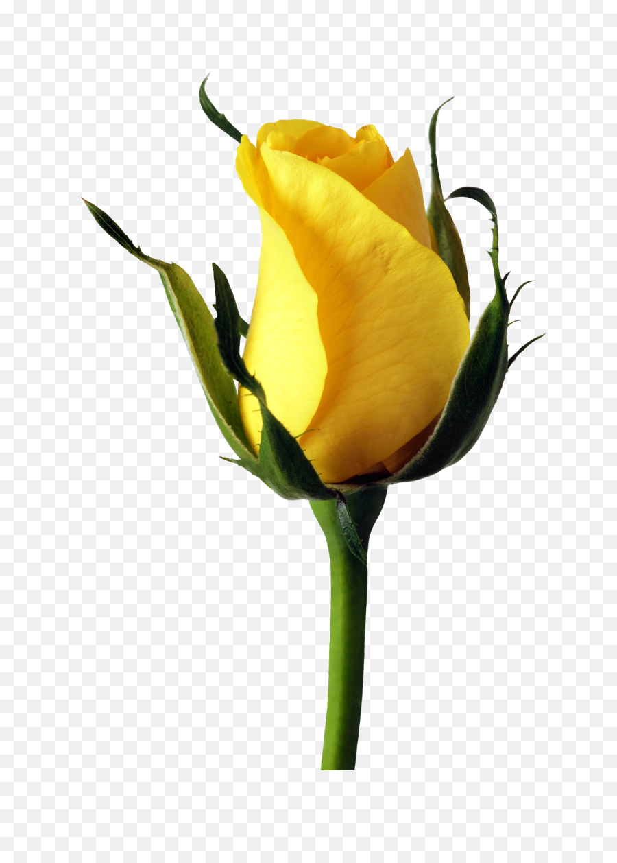 Yellow Rose Png Image - Transparent To Png Rose,Rose Transparent