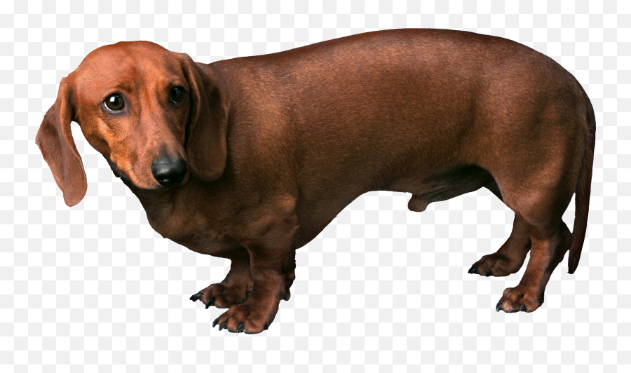 Download Free Png Background - Dogsdogtransparent Dlpngcom Fearful Dog,Dog Transparent Background
