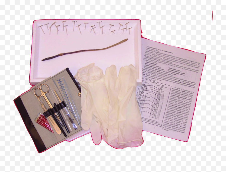 Earthworm Kit - Advanced Biologyproductscom Png,Earthworm Png