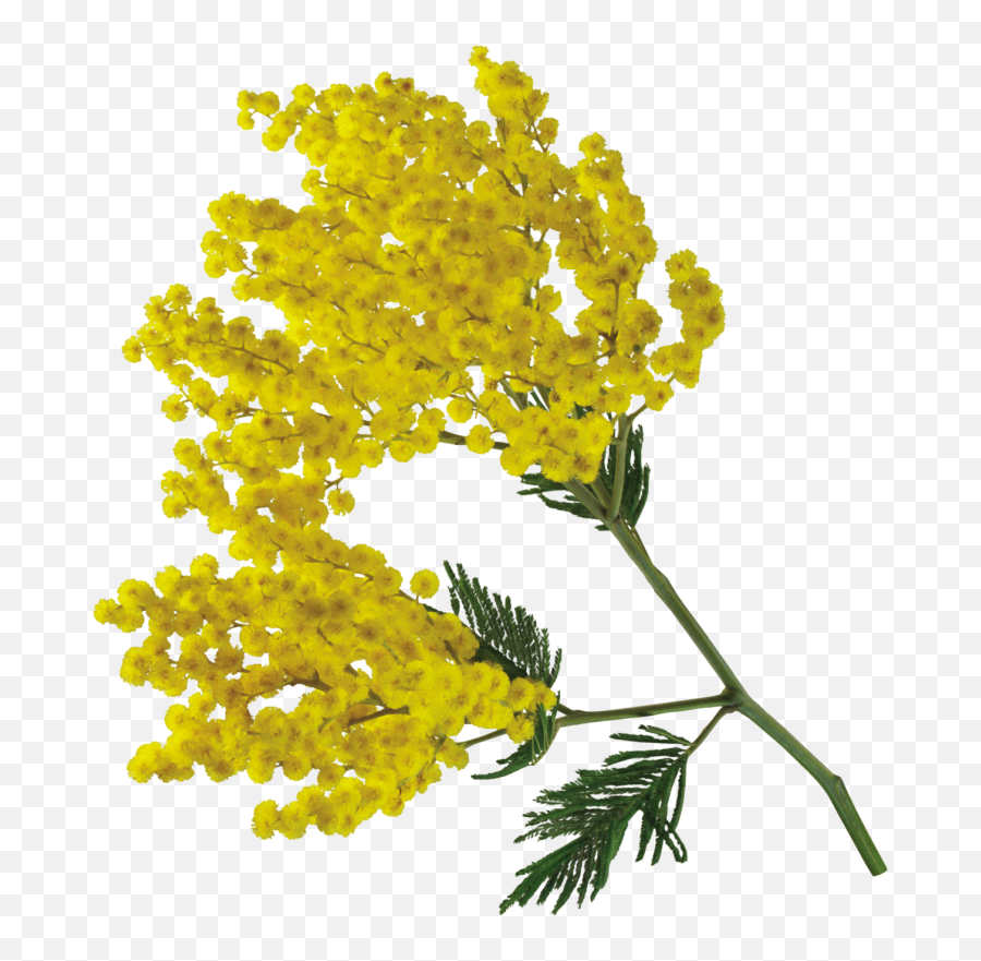 Pin Op Download - Mimosa Png,Mimosa Png