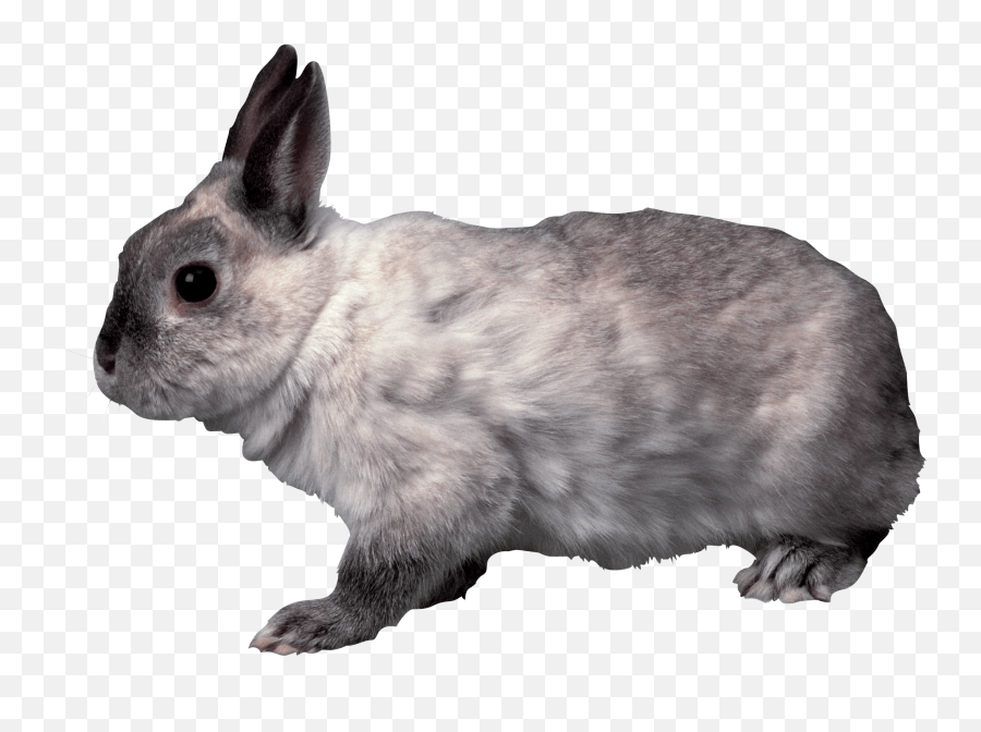 Download Grey Rabbit Sideview Png Image - Grey Rabbit Png,Rabbit Transparent