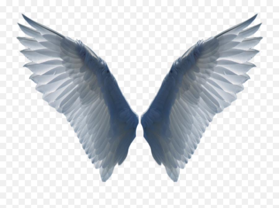 Download White Wings Png Image For Free - Bird Wing Transparent Background,Wing Png