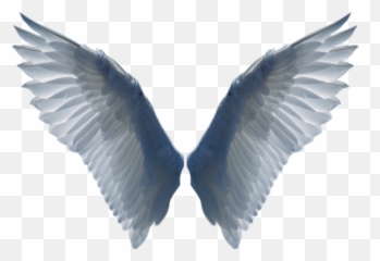 Download White Wings Png Image For Free - Bird Transparent Background