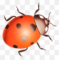 Ladybird Beetle Clip Art Pest Snout - Png Download 3000,Beetle Png