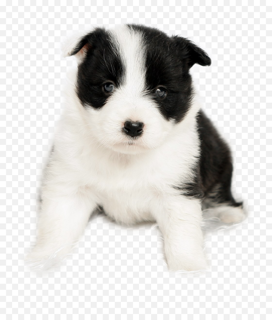 Clip Freeuse Stock Border Collie Pet - Border Collie Puppy Transparent Png,Border Collie Png