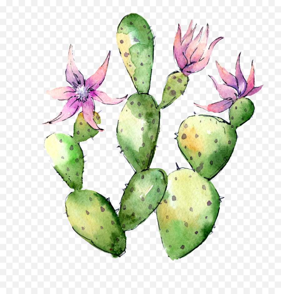 Download Hand Painted Flowering Cactus Png Transparent - Flower Cactus Png,Cactus Png