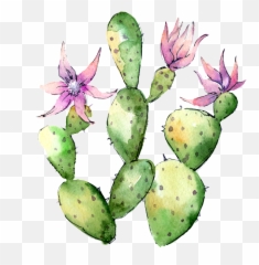 Download Hand Painted Flowering Cactus Png Transparent
