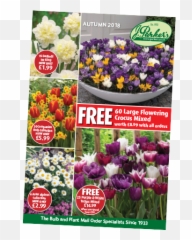 Latest Offers J Parker Dutch Bulbs Ground Cover - Parkers Garden Centre png
