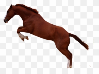 Horse Jumping Transparent U0026 Png Clipart 1594110 - Png Sorrel,Jumping Png