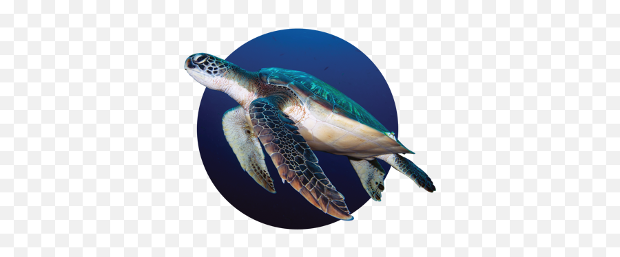 Texas Sea Turtle Nesting Season - Gulf Coast Mariner Magazine Hawksbill Sea Turtle Png,Sea Turtle Png