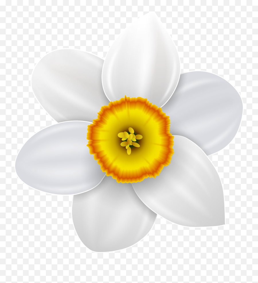 Narcissus Flower Logo Png Daffodil