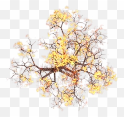 Index Of Mappingterrainplantstrees - Burning Bush Transparent Background Png,Tree Transparent Png