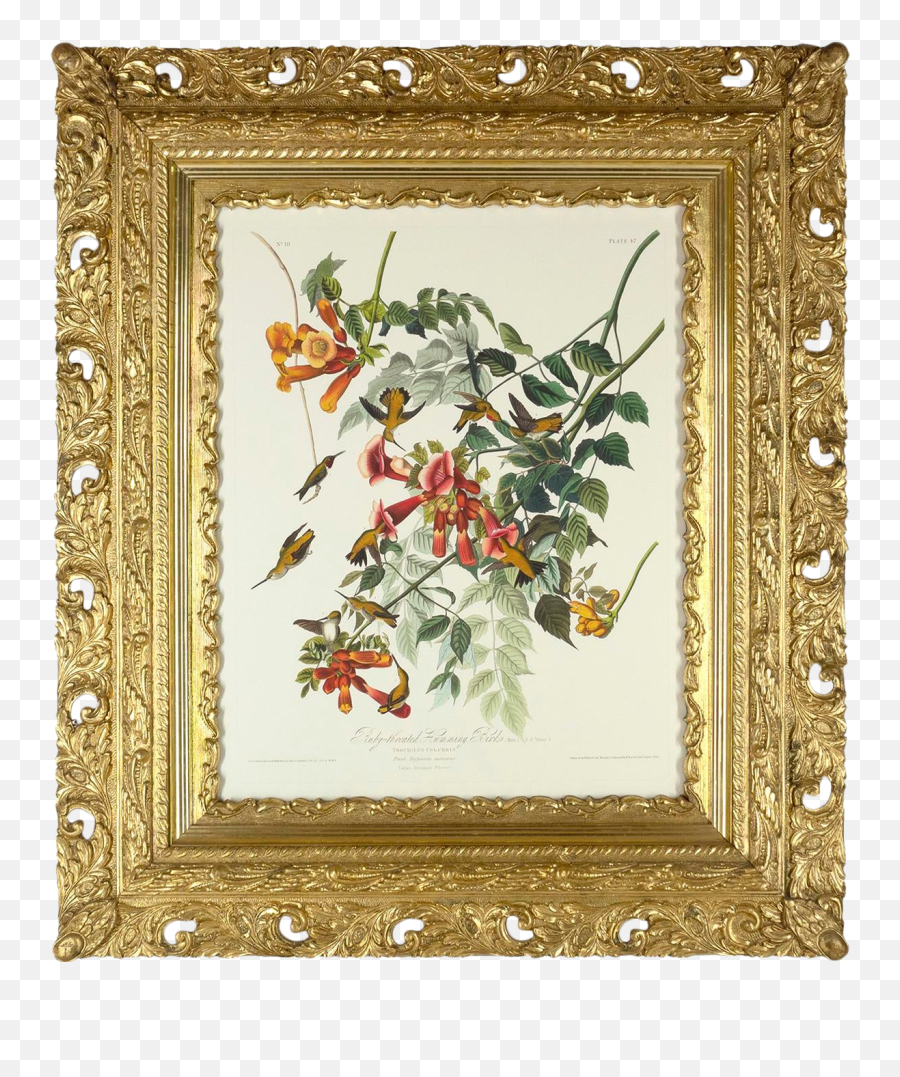 Antique Frame With Audubon Hummingbird Giclee - Humming Trochilus Png,Antique Frame Png