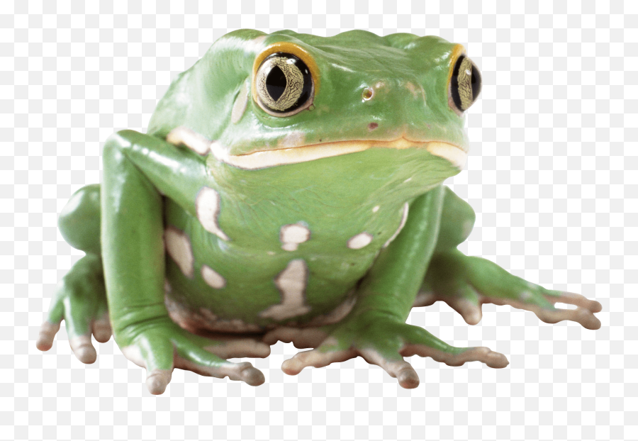 Green Frog Transparent Png - Transparent Background Transparent Frog,Transparent Frog
