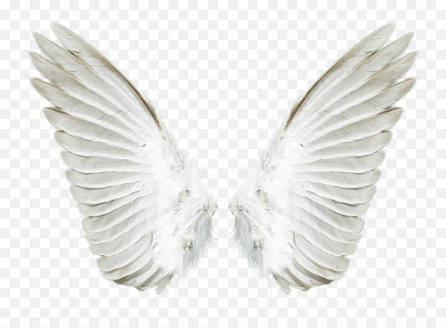 Download Free Png White Angel Wings Transparent Background Angel Wings Png Angel Wings Png Free Transparent Png Images Pngaaa Com - white angel wings roblox