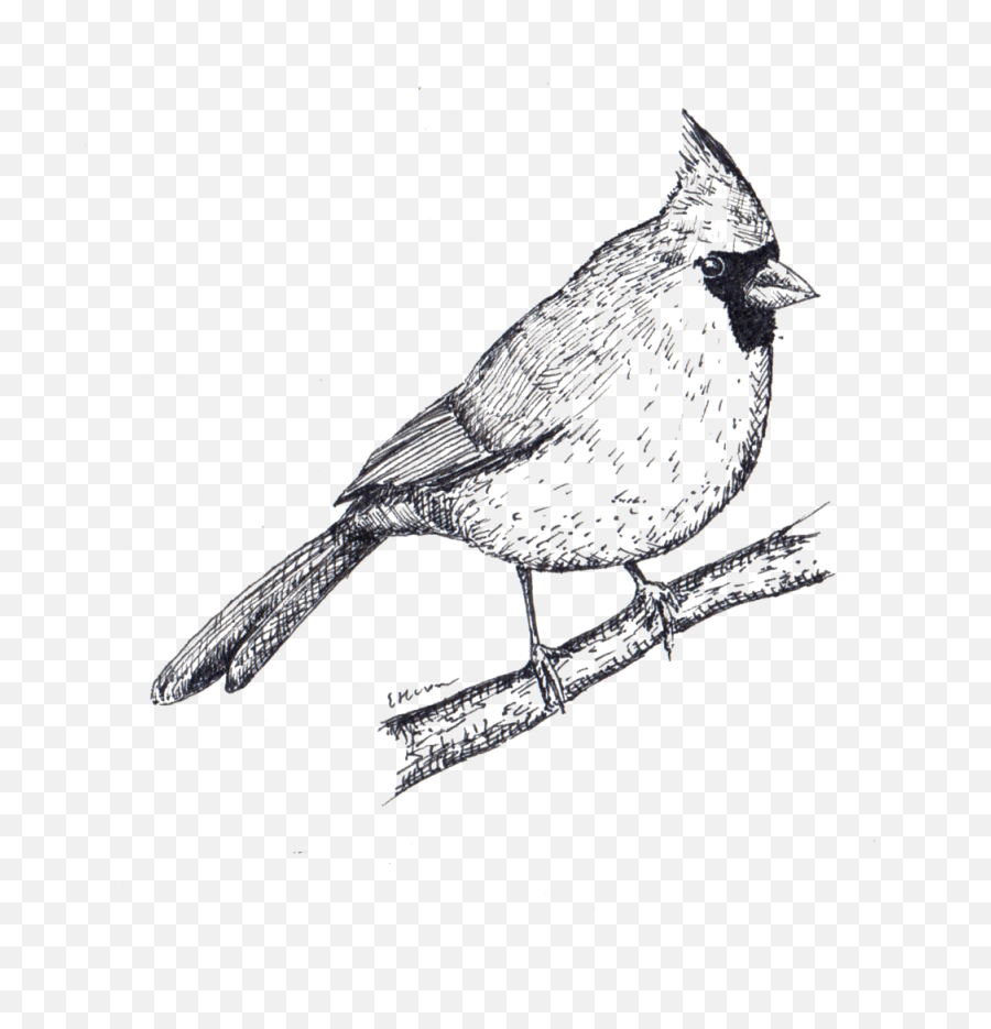 Sketches Betsy Heron Png Cardinal