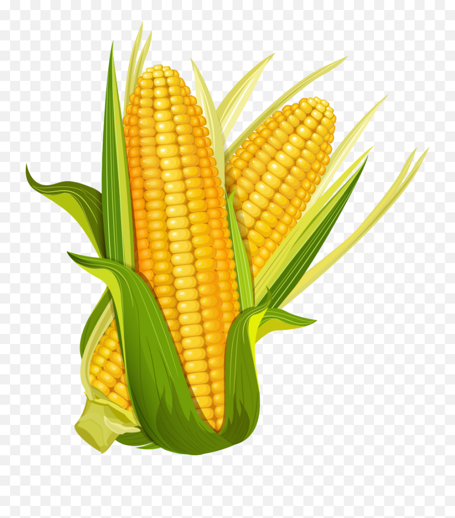 Maize Ear Corncob Popcorn - Corn Png Download 10001000 Cartoon Corn,Corn Clipart Png