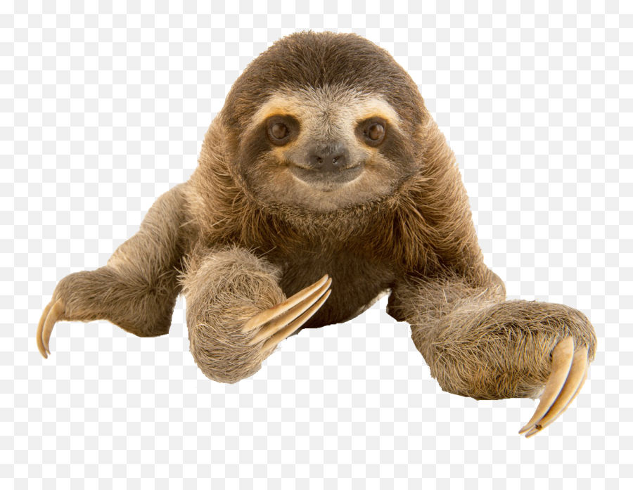 Sloth Png Free Download