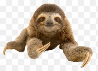 Sloth Png Free Download