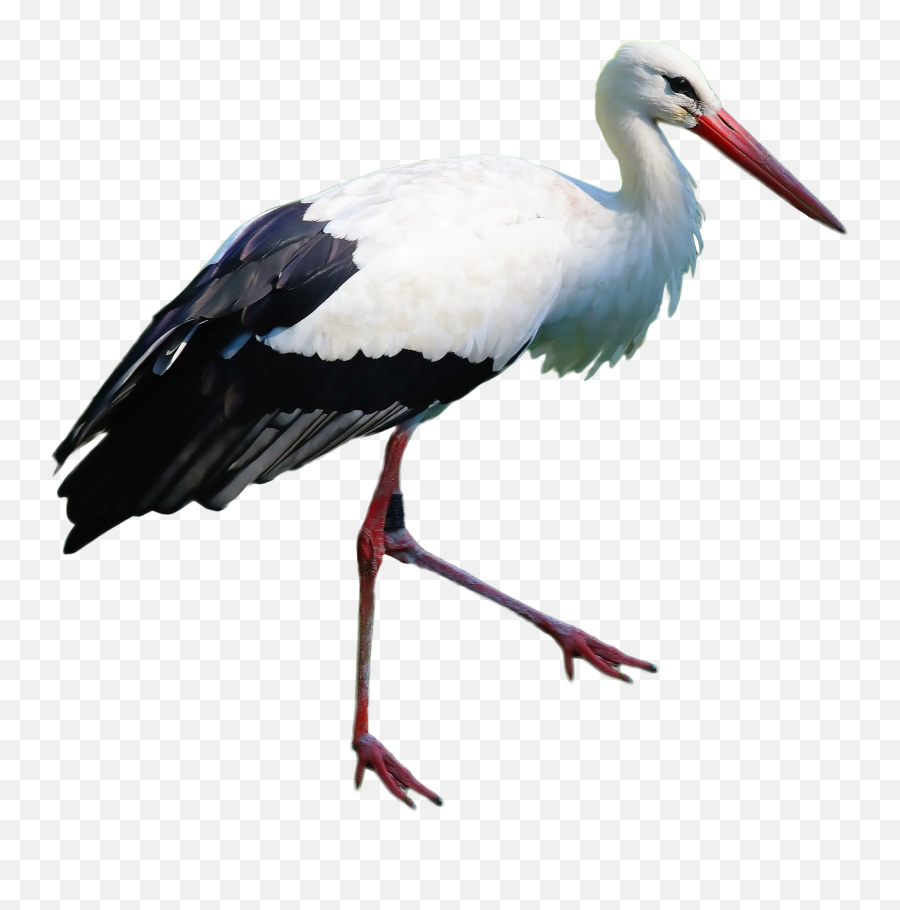 Download Stork Standing Png Image For Free - Stork Png Transparent,Hillary Clinton Transparent Background