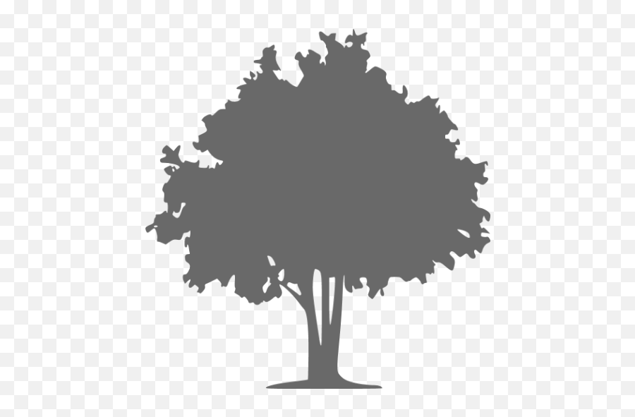 Computer Icons The Tree Doctor Vector - Coniferous Vs Deciduous Trees Png,Tree Icon Png