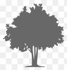 Computer Icons The Tree Doctor Vector - Coniferous Vs Deciduous Trees Png,Tree Icon Png