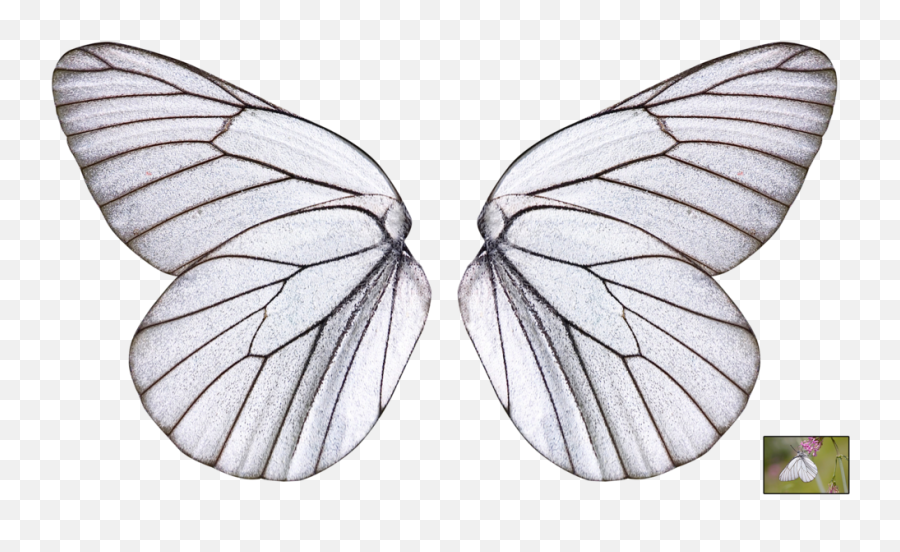 Butterfly Wing Png 1 Image - Transparent Background Transparent Butterfly Wing,Butterfly Wing Png