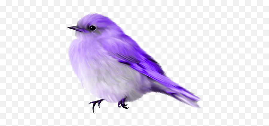 Download Album - Blue Bird Gif Transparent Png Image With No Transparent Background Bird Gif Png,Birds Transparent Background